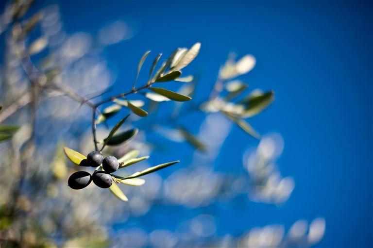 Zypern - wo Aphrodite dem Meer entstieg ©Dainela/istock