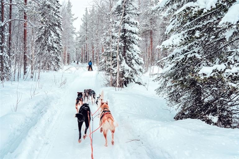 Husky Abenteuer in Schwedens Wildnis ©Roman Babakin/adobestock