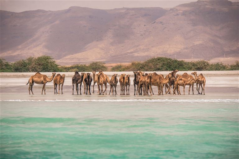 Oman - Weihrauch, Wüste und wilde Wadis © by DIAMIR Erlebnisreisen GmbH