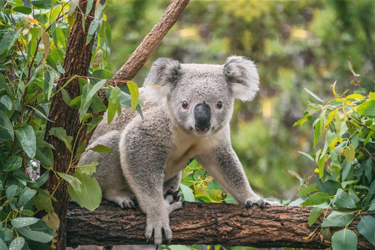 Sehnsuchtsziel Australien ©Maridav/adobestock