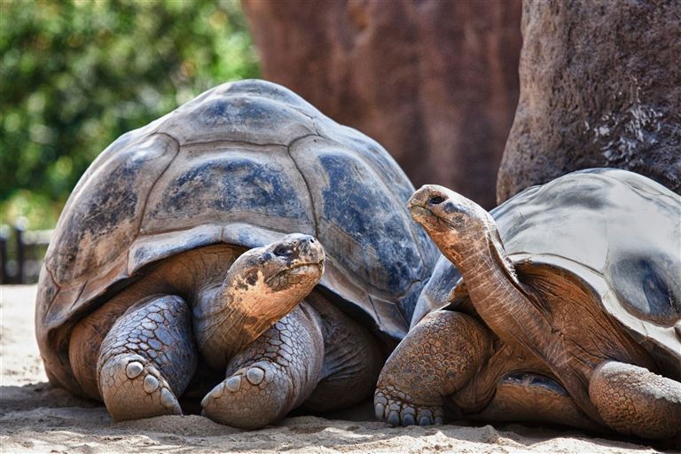 Galápagos kompakt ©paulacobleigh/adobestock