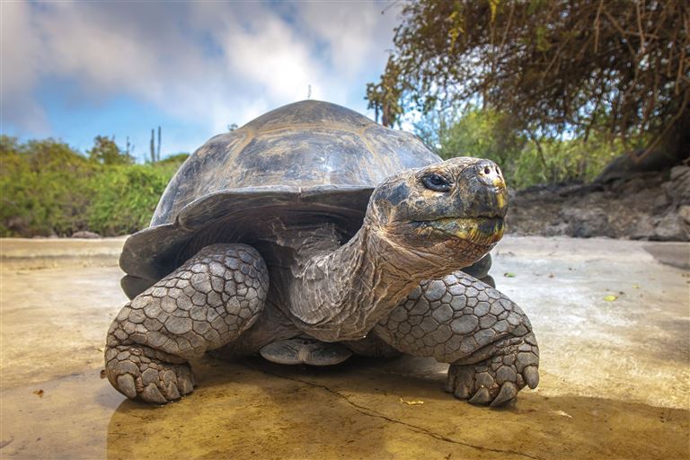 Von Galápagos nach Machu Picchu © by IKARUS TOURS GmbH