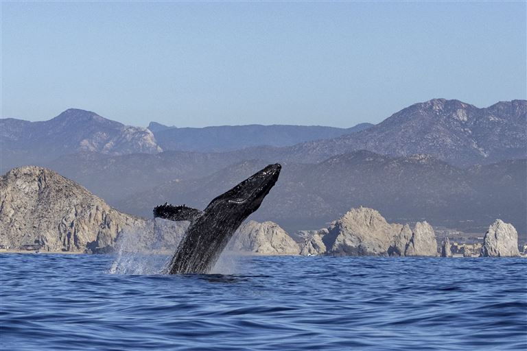 Nord-Mexiko: Baja California © by IKARUS TOURS GmbH
