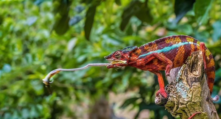 Faszinierende Lemureninsel Madagaskar © by DIAMIR Erlebnisreisen GmbH