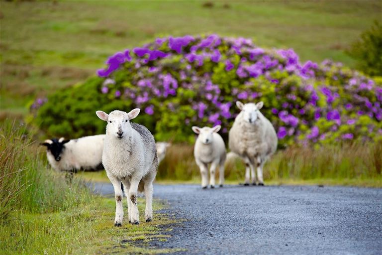 Höhepunkte Irland © by SKR Reisen GmbH
