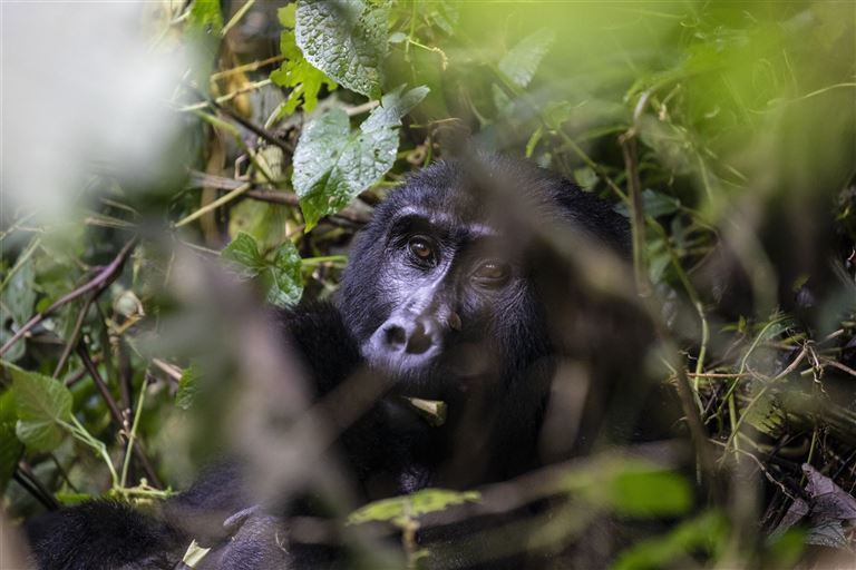 Grüne Perle am afrikanischen Äquator © by DIAMIR Erlebnisreisen GmbH
