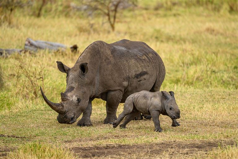 Best of Kenya © by DIAMIR Erlebnisreisen GmbH