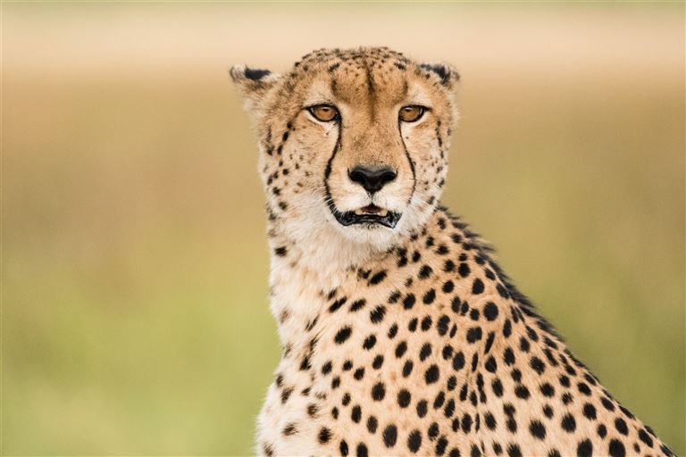 Botswana-Safari: Die Höhepunkte © by DIAMIR Erlebnisreisen GmbH