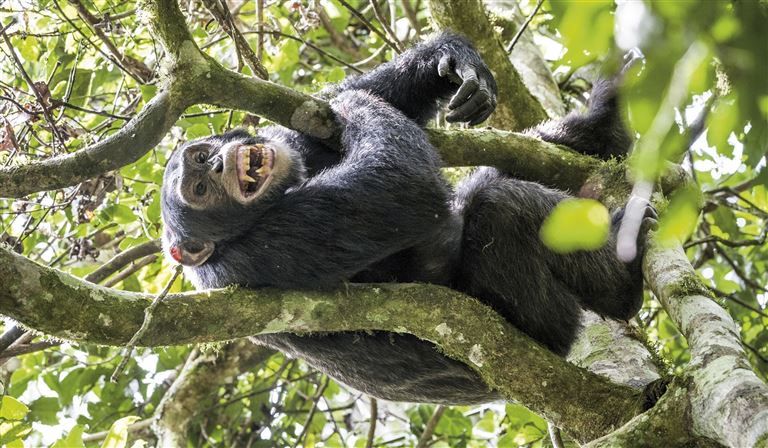 Uganda: Die Perle Afrikas © by IKARUS TOURS GmbH