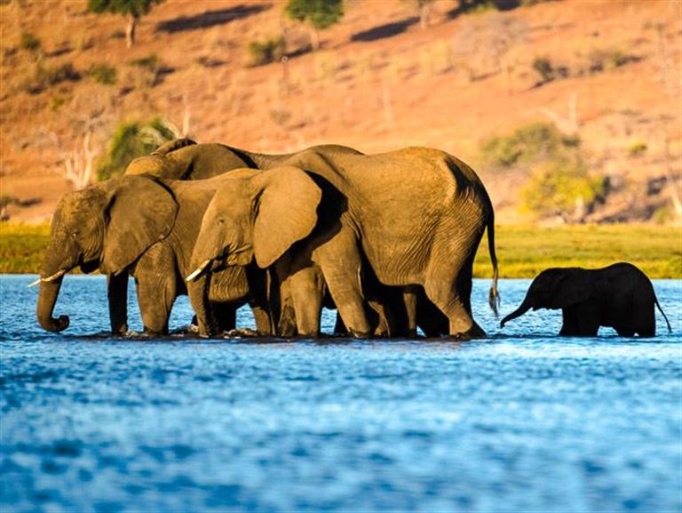 Sambesi © by Chamäleon Reisen GmbH