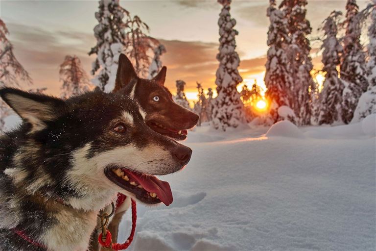 Husky-Wintertraum: Klassisch © by DIAMIR Erlebnisreisen GmbH