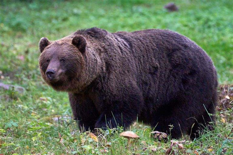 Wilde Schönheit im Baltikum © by DIAMIR Erlebnisreisen GmbH