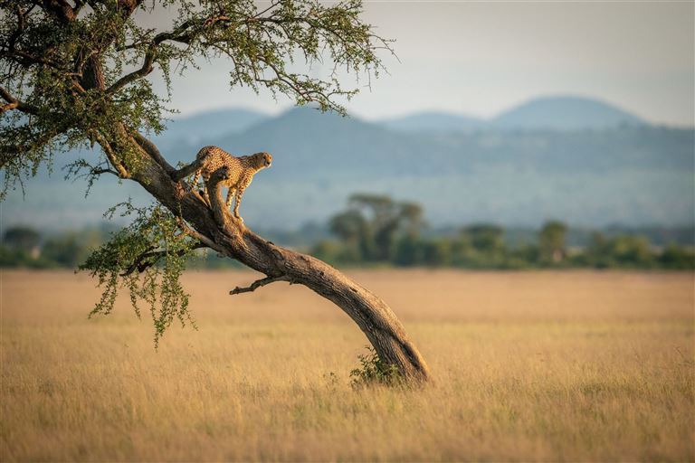 Auf den Spuren der Big Five ©Nick Dale/adobestock