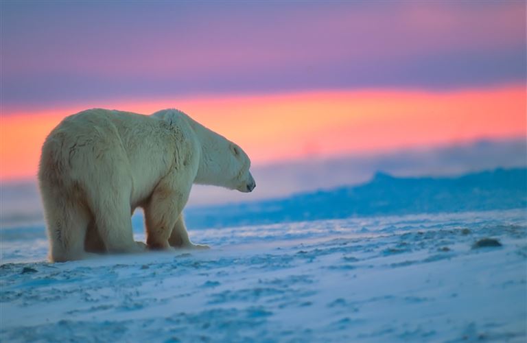 Die Wanderung der Eisbären – Rundreise
