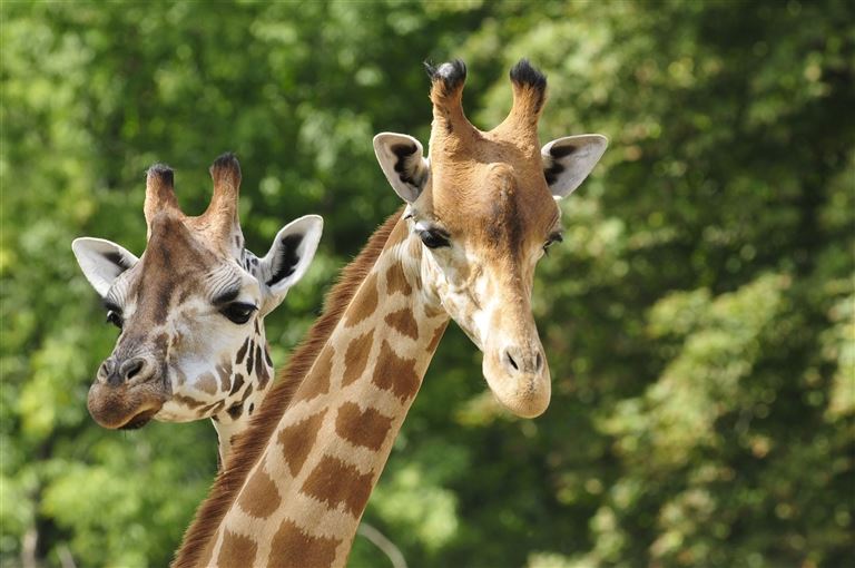 Vom Krügerpark bis Kapstadt ©ZU_09/istock