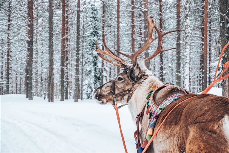 Finnisches Winterwunderland © Davy/adobestock