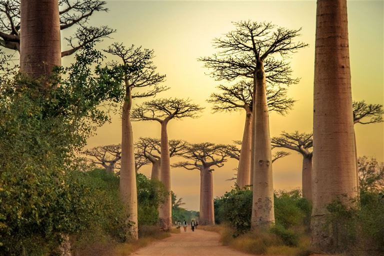 Im Land der Baobabs und Lemuren © by Berge & Meer Touristik GmbH