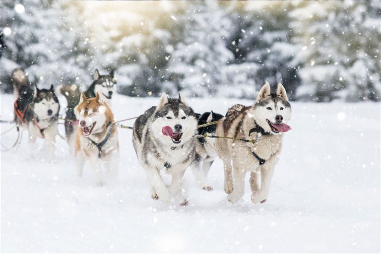 Huskys, Rentiere & Nordlichter © belyaaa/adobestock