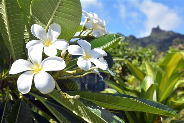 Cook Islands zum Kennenlernen – Rundreise