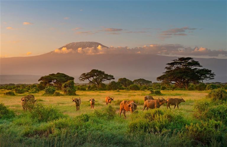 Serengeti darf nicht sterben © RealityImages /adobestock