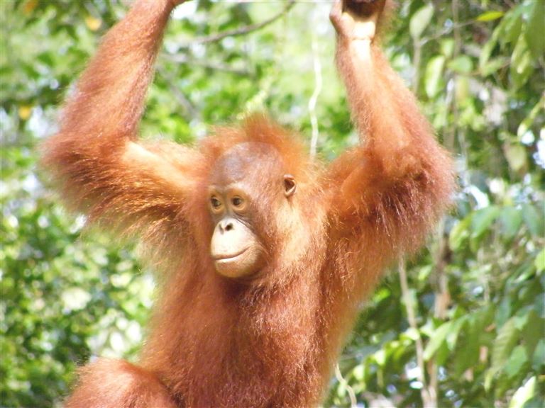 Von der Mega-City durch den Regenwald  © by Berge & Meer Touristik GmbH