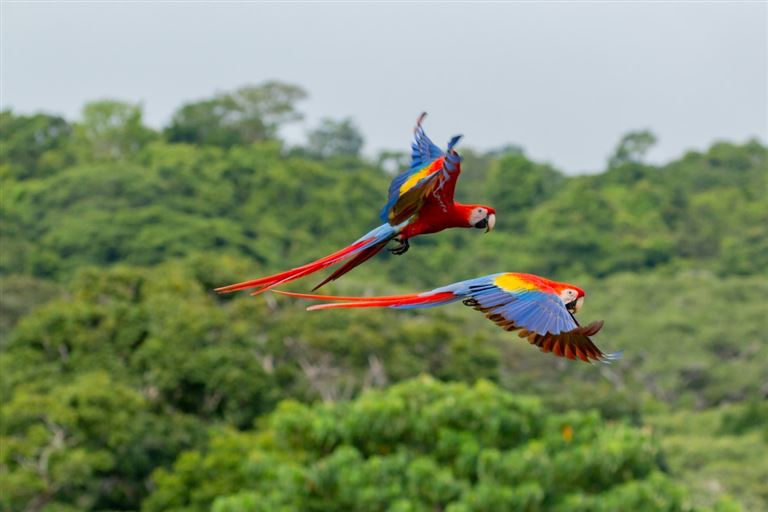 Pura Vida im Dschungel ©Miguel /adobestock