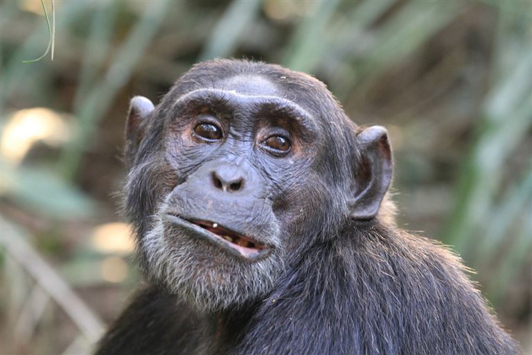 Gorilla ©kitz-travellers/istock
