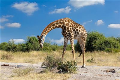 Länder-Hüpfen voller Erlebnisse in Afrikas Süden – Rundreise