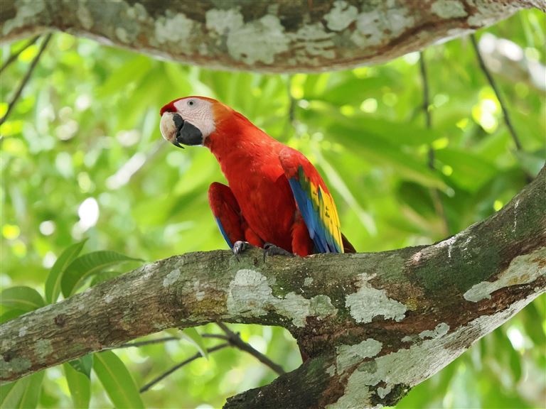 Costa Ricas Tierwelt intensiv © by DIAMIR Erlebnisreisen GmbH