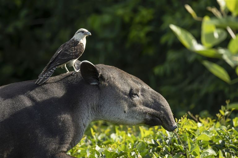 Dem Tapir auf der Spur © by DIAMIR Erlebnisreisen GmbH