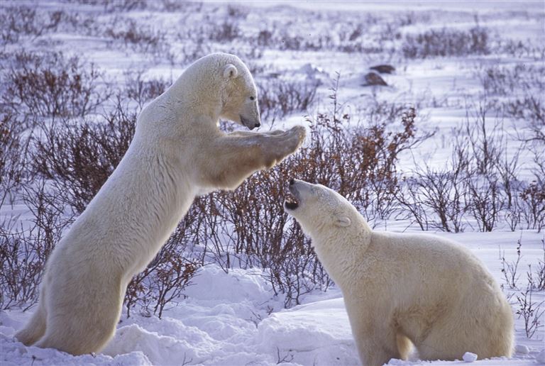 Eisbären an der Hudson Bay – Rundreise