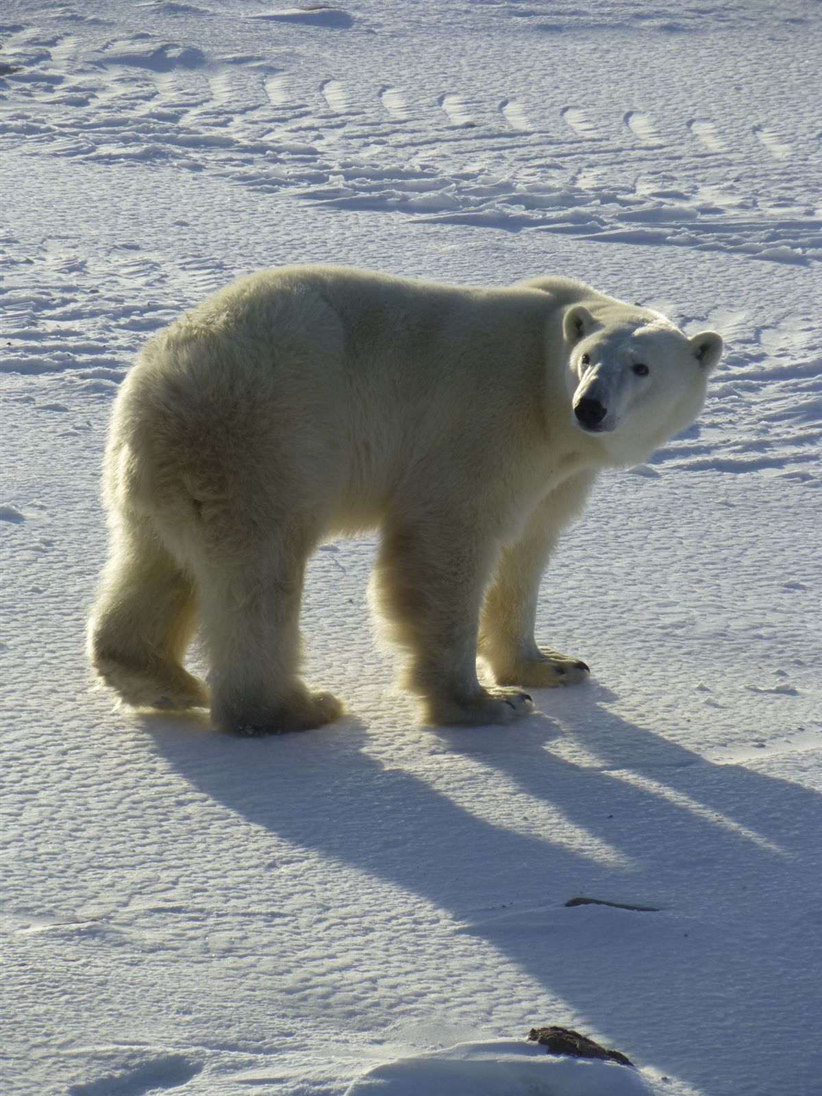 Eisbär