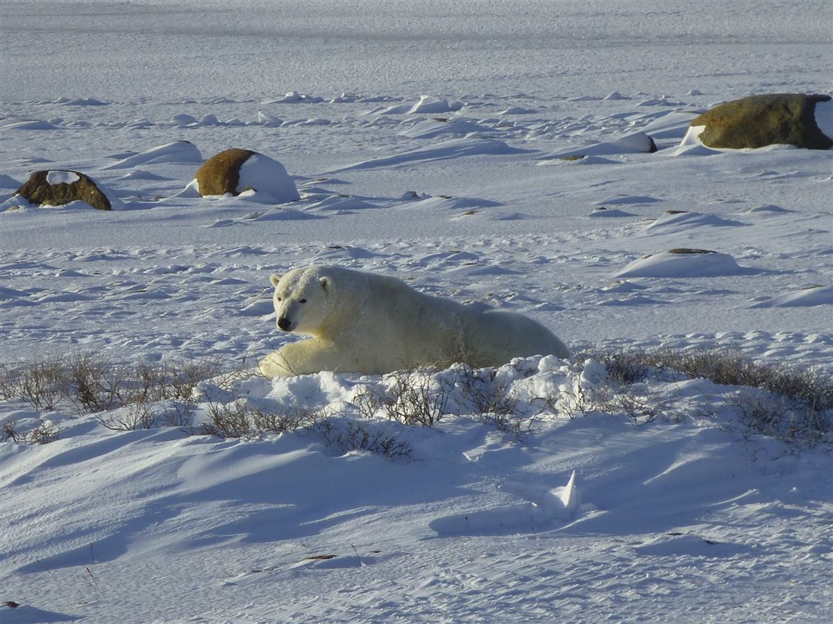 Eisbär
