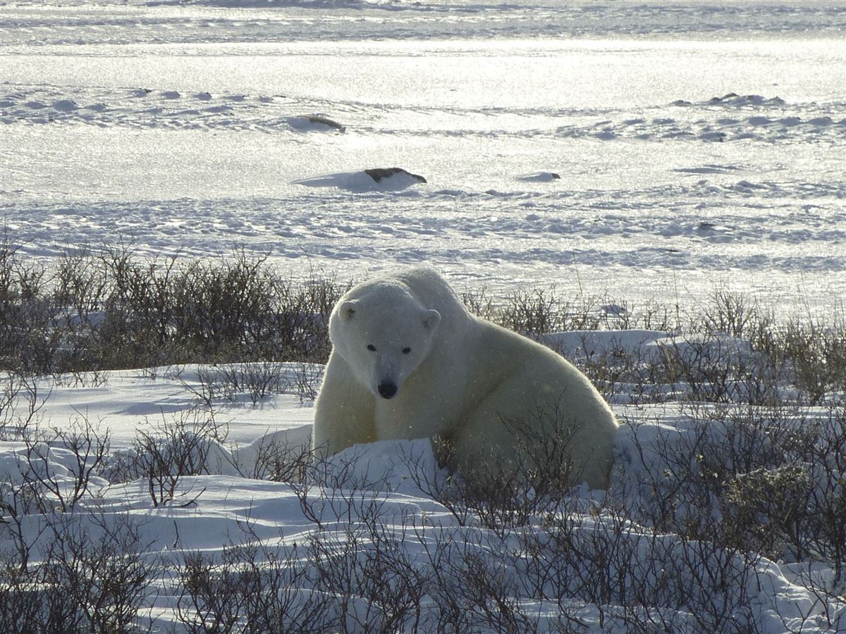 Eisbär