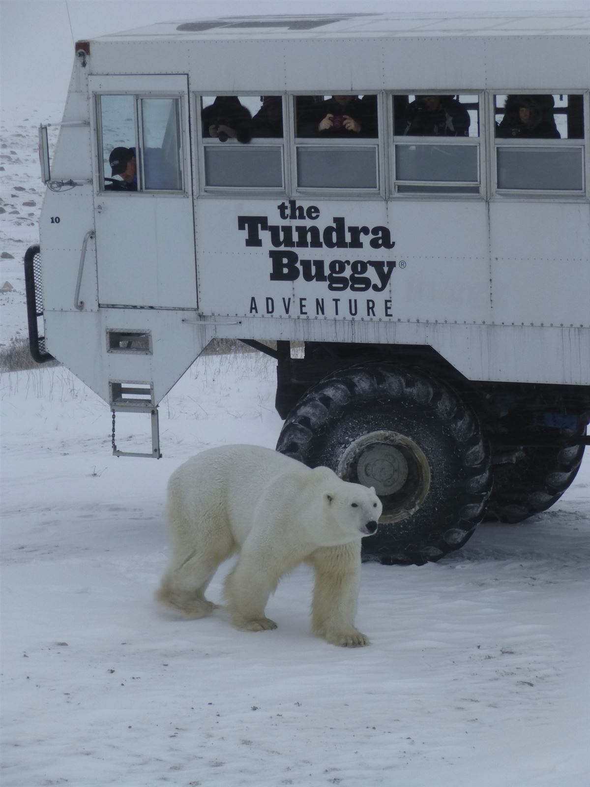 Tundra Buggy, Eisbär