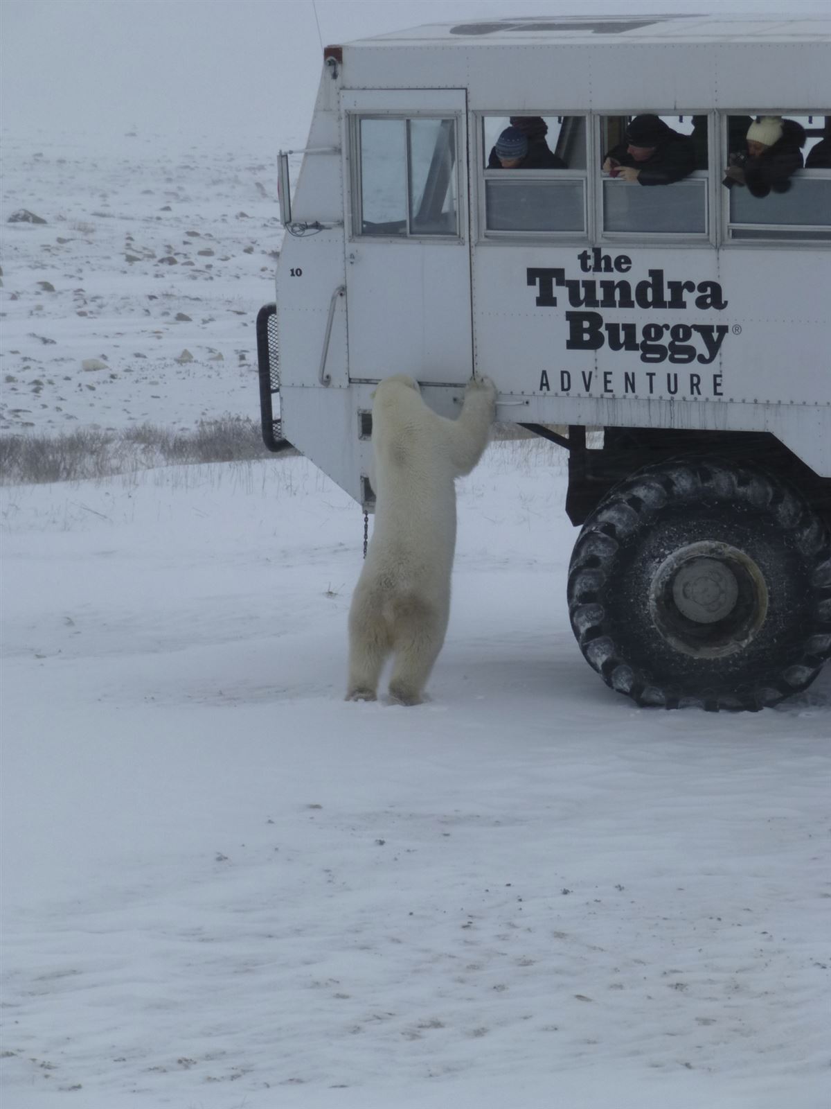 Tundra Buggy, Eisbär