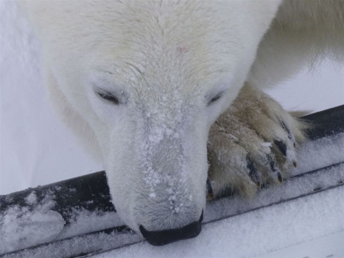 Eisbär