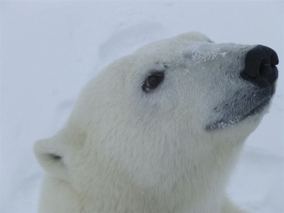 Eisbär
