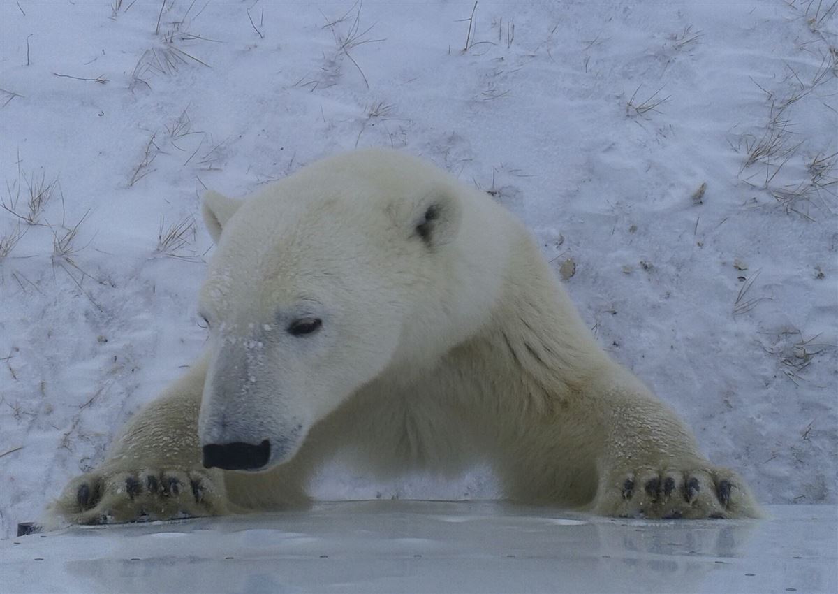 Eisbär