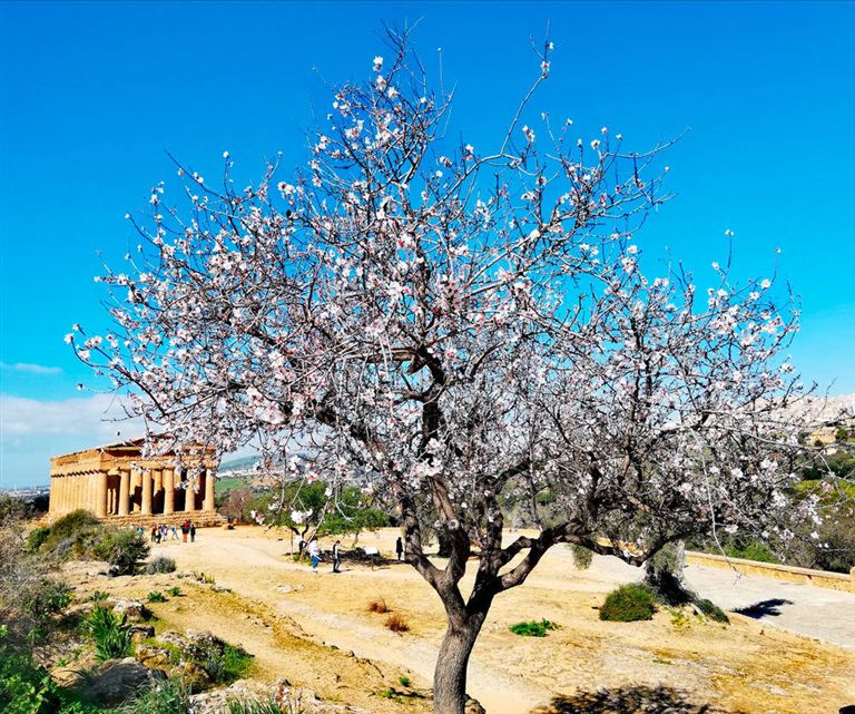 Siziliens Täler der Mandelblüte © by Wikinger Reisen GmbH