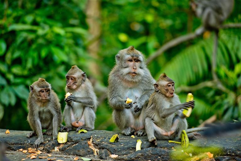 Bali zwischen Kultur und Strand genießen – Rundreise