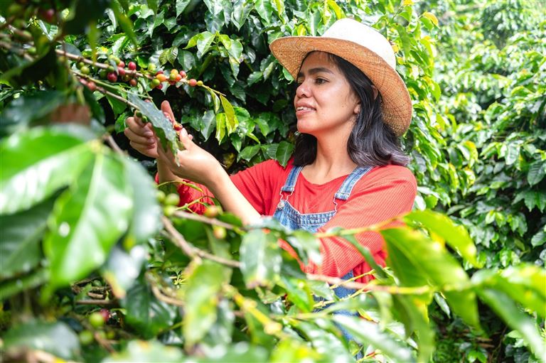 Kolumbien - Kaffeeduft und Karibikzauber ©Stock Latino/adobestock