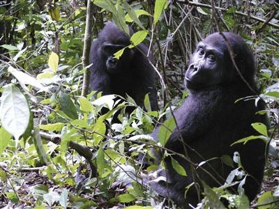 Flachland-Gorillas in Kamerun – Rundreise