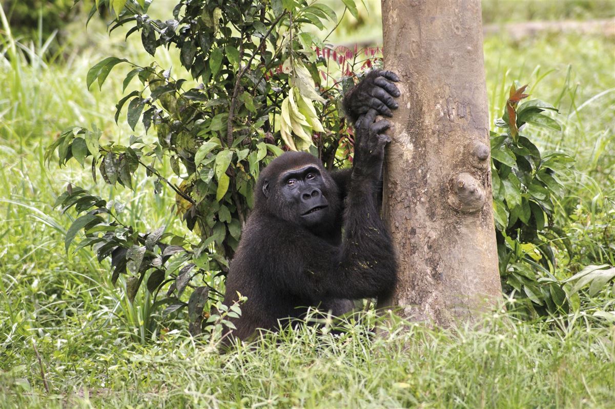 Im Reich der Flachland-Gorillas