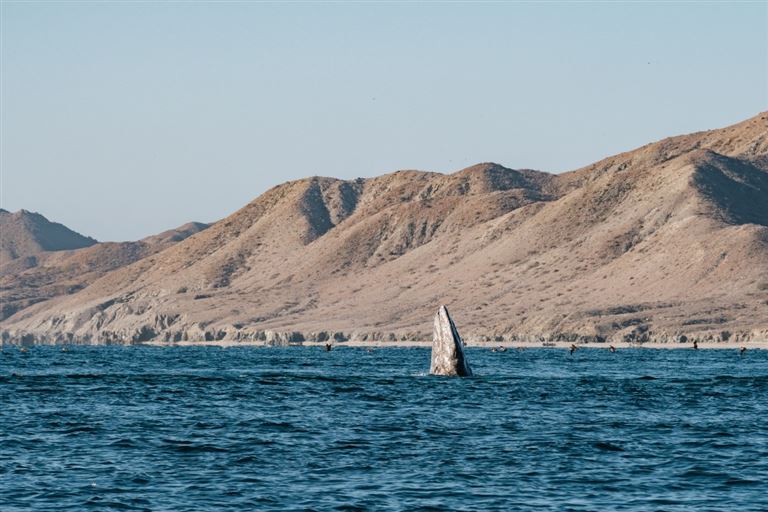 Nord-Mexiko: Baja California ©Nomade Amoureux/adobestock