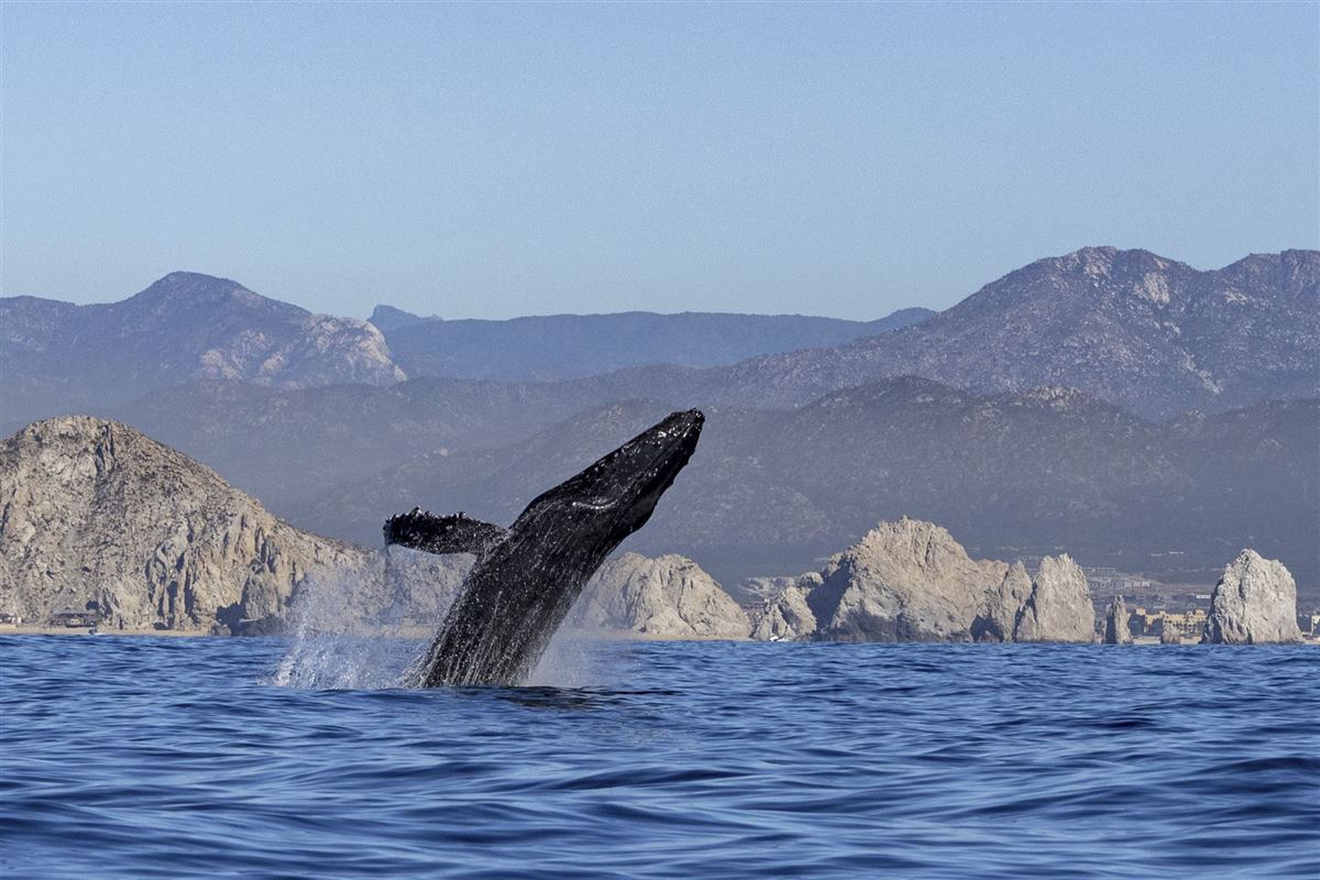 Buckelwal vor Cabo San Lucas