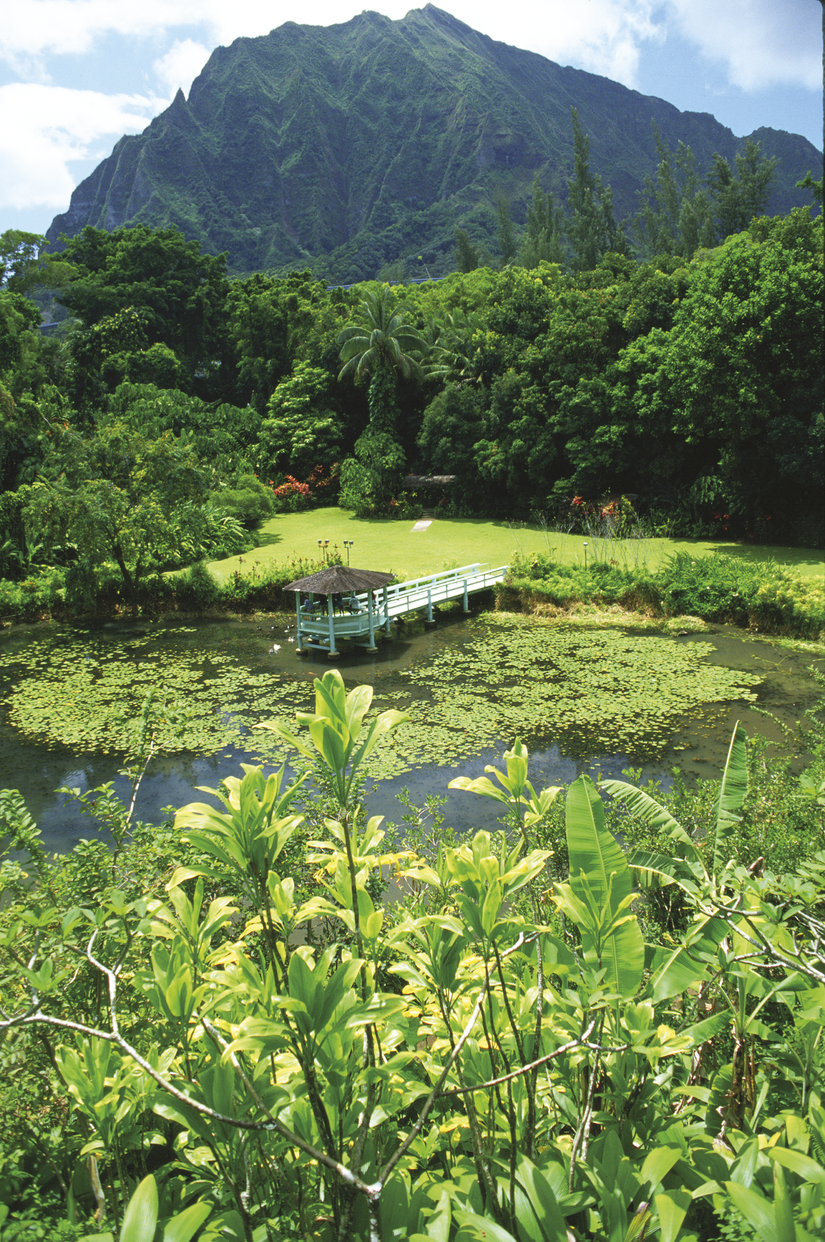 Herrlich grünes Hawaii