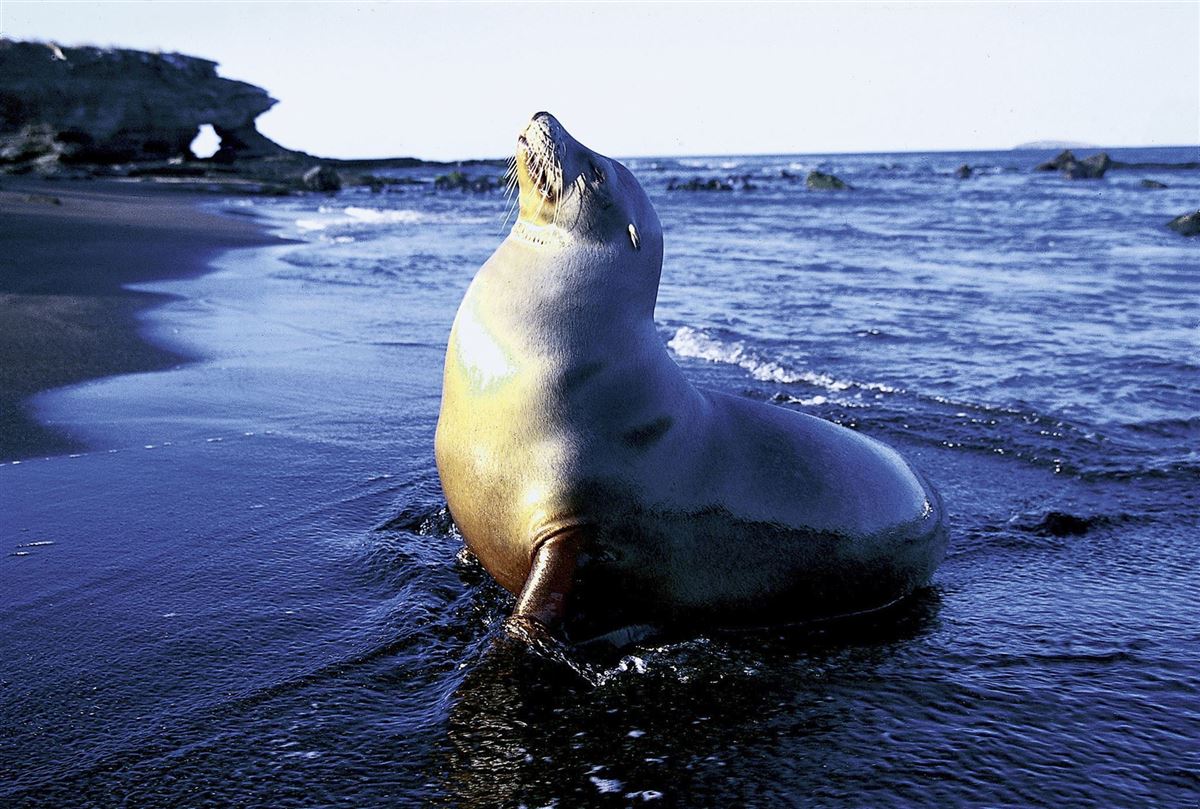 Seelöwe