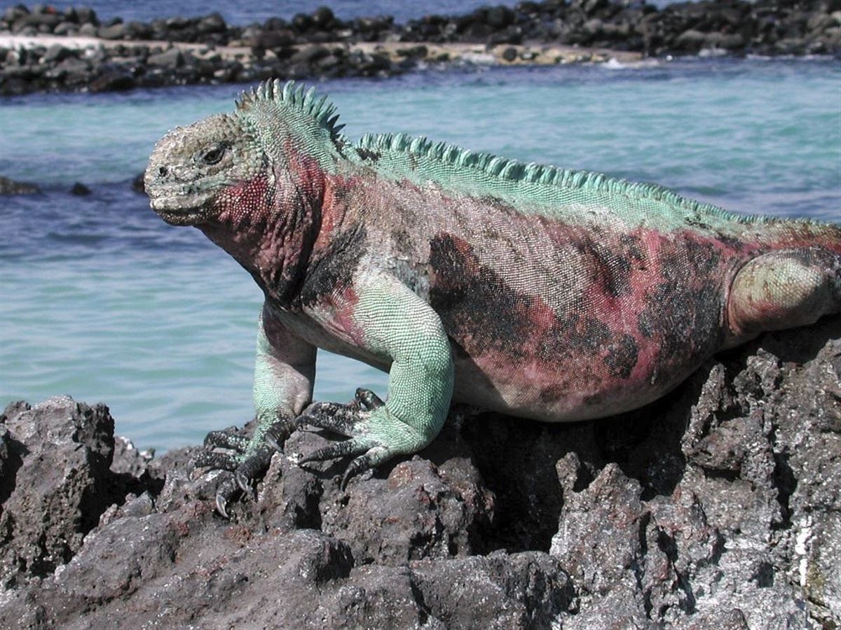 Meerechse auf Galápagos