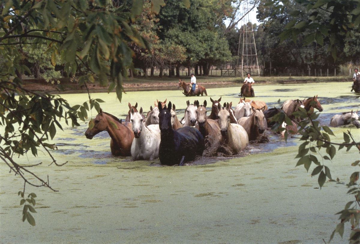 Gauchos treiben eine Pferdeherde